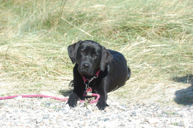 Trennungsangst beim Hund