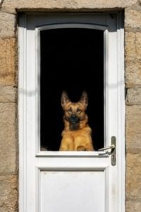 Hund springt an Tür hoch