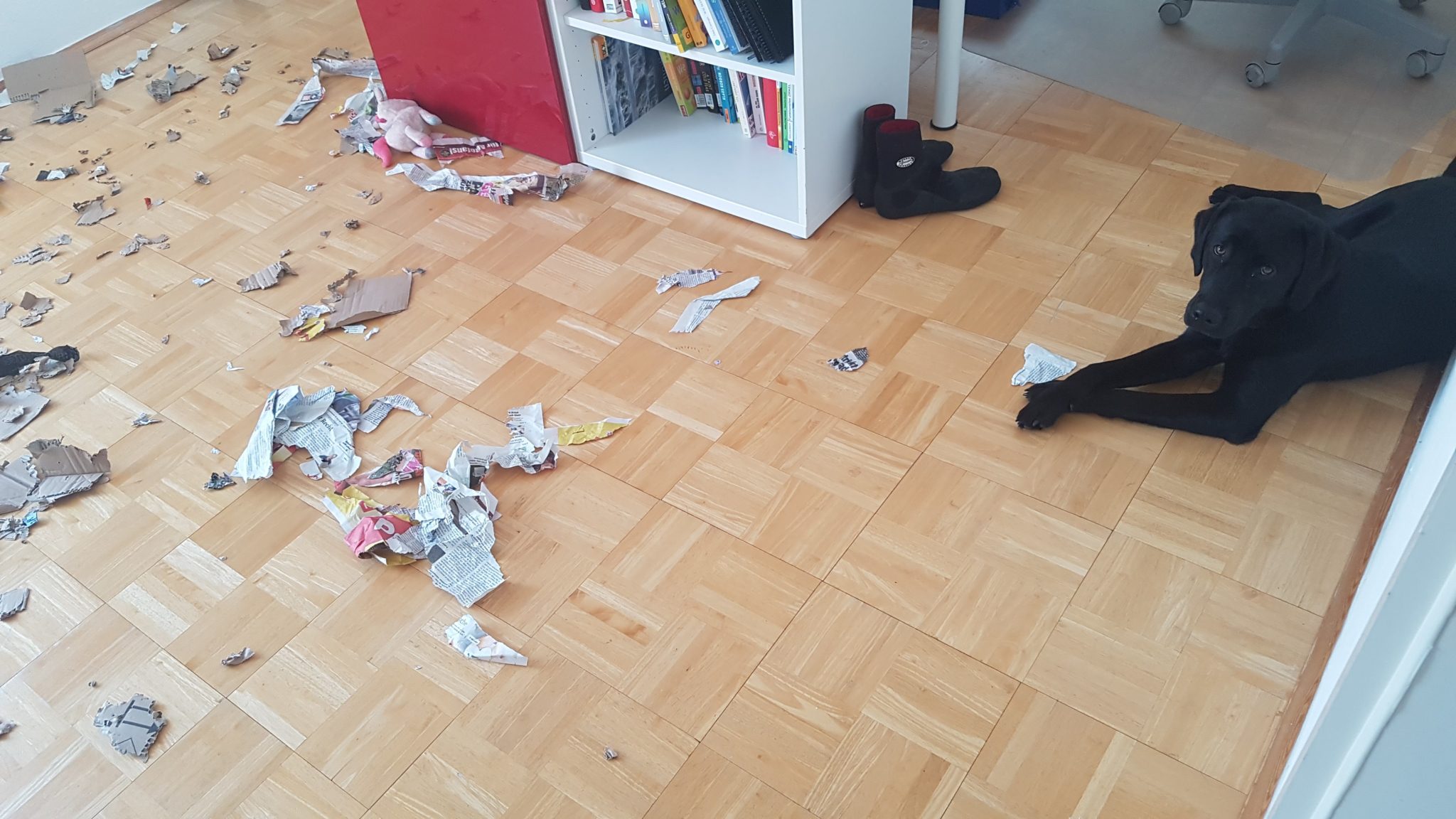 40+ schön Foto Hund Pinkelt In Wohnung Wenn Er Alleine Ist / Mit diesen