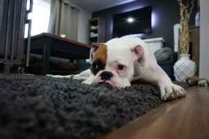 Hund liegt traurig auf dem Teppich