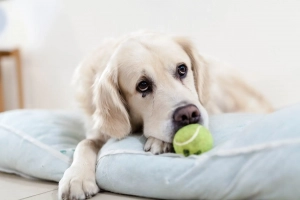 Hund liegt mit Tennisball in seinem Körbchen und möchte nicht alleine bleiben