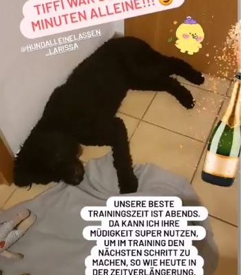 Empfehlung Hund Instagram2