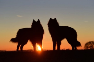 Zwei Hunde stehen im Sonnenuntergang