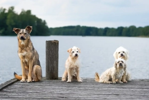 Vier Hunde sitzen auf einem Steg am See