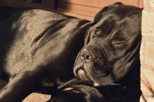 Hund müde mit RelaxoPet