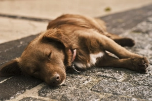 Hund schläft mit RelaxoPet