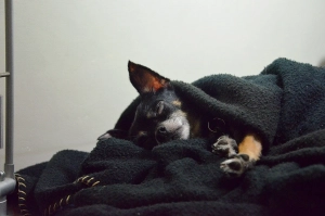 Entspannter Hund auf einer Decke mit RelaxoPet