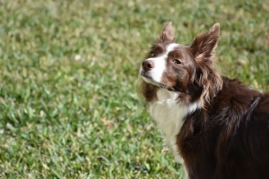 Hund riecht mit Schnauze im Wind