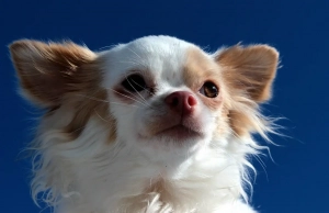 Chihuahua Kopf 