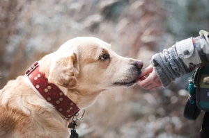 Hund frisst aus Menschenhand