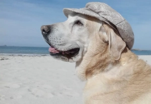 Hund mit Sonnenmütze am Strand