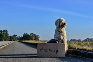Hund sitzt vor Hamburg Schild