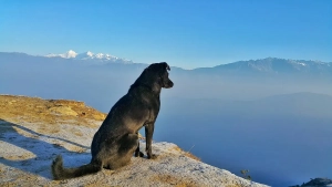 Hund sitzt auf einem Berg