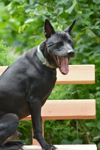 Hund sitzt auf einer Bank und gähnt