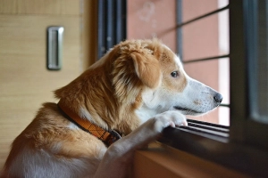 Hund schaut beim Alleinbleiben aus dem Fenster