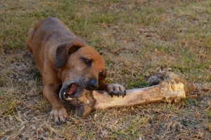 Hund kaut auf einem großen Knochen