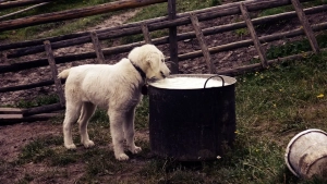 Hund trinkt aus einem Milchtopf