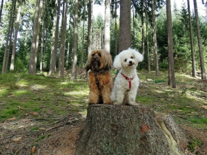 Zwei Hunde nach dem Alleinbleiben auf einem Baumstamm