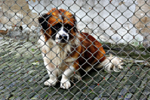 Hund sitzt traurig hinter einem Gitter