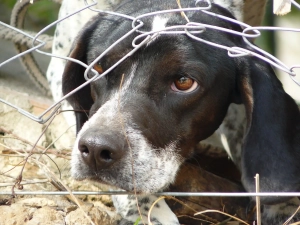 Hund schaut durch einen Zaun durch