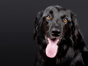 Schwarzer Hund ist gestresst und hechelt stark