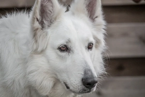 Weißer Schäferhund schaut zur Seite