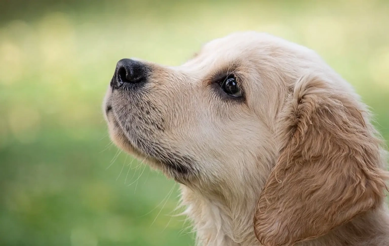 Labrador Welpe