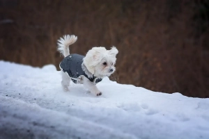 Malteser läuft mit Hundejacke durch den Schnee