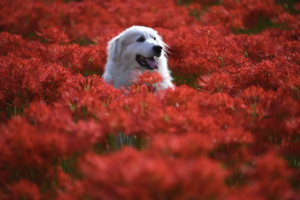 Hund sitzt in einer roten Blumenwiese