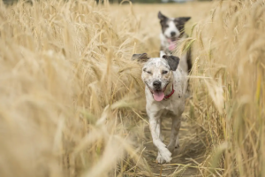 Zwei Hunde laufen über ein Kornfeld.