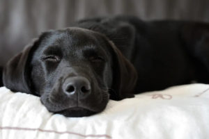 Labrador schläft auf einem Kissen