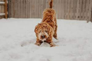 Hund macht eine Vorderkörpertiefstellung im Schnee