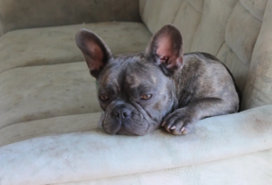Französische Bulldogge liegt müde auf dem Sofa