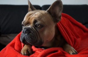 Französische Bulldogge liegt unter einer Decke