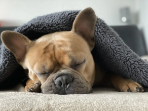 Französische Bulldogge schläft unter einer Decke