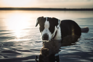 Hund steht im Wasser