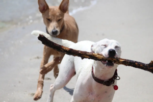 Zwei Hunde toben mit einem Stöckchen am Strand
