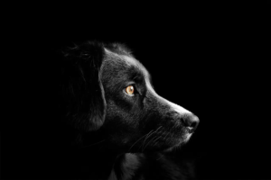 schwarzer Hund schaut vor einem schwarzen Hintergrund zur Seite