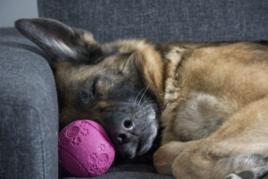 Hund liegt mit einem Ball auf der Couch und schläft