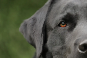 Halbes Gesicht von einem schwarzen Labrador