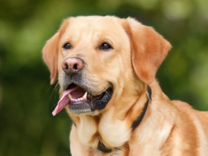 Die Zunge eines Labradors hängt heraus