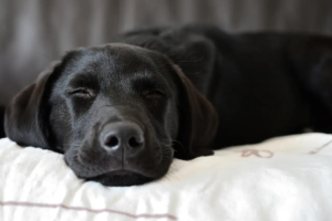 Labrador liegt auf einem Kissen und schläft