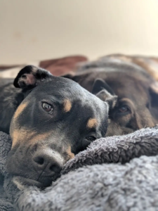 Zwei Hunde kuscheln auf einer Decke