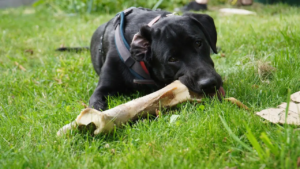 Hund liegt mit großen Knochen im Gras