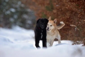 Zwei Hunde gehen durch den Schnee