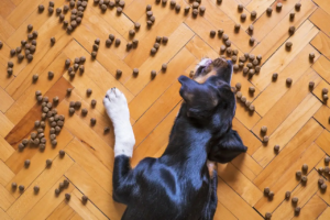 Hund sucht Leckerlis auf dem Boden