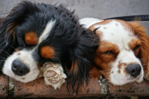 Zwei Hunde werden von vorne liegend fotografiert und schlafen