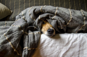 Hund liegt auf dem Bett in einer Decke eingekuschelt