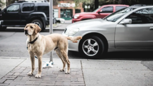 Hund steht vor einem Auto und ist an einer Laterne angebunden 