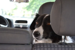 Hund sitzt auf dem Rücksitz im Auto und schaut nach hinten